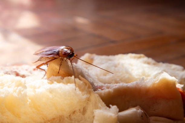 Common household pests attracted by exposed food